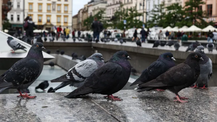 Gołębie na Rynku Głównym