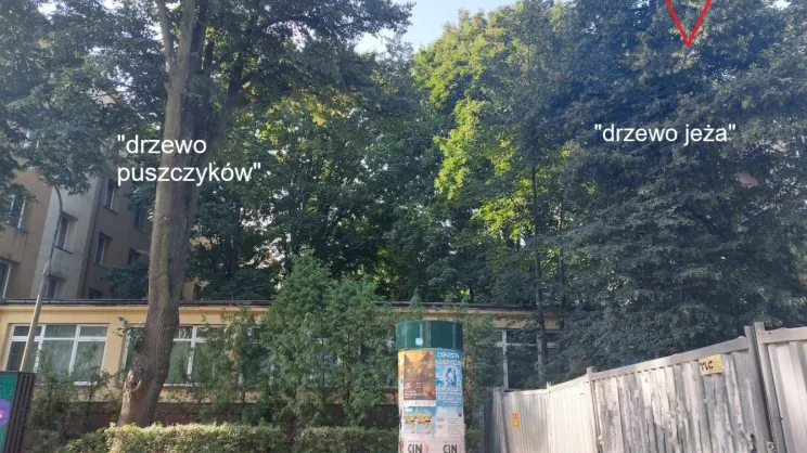 Politechnika Krakowska wycina drzewa