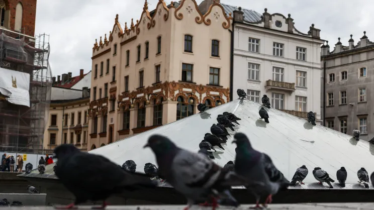 Gołębie przy fontannie na Rynku Głównym