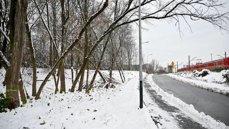 Drzewa do wycinki przy ulicy Prokocimskiej