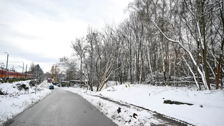 Drzewa do wycinki przy ulicy Prokocimskiej