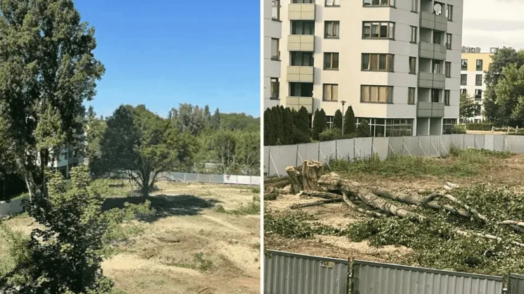 Teren przy ul. Lema i Dąbskiej: przed i po wycince