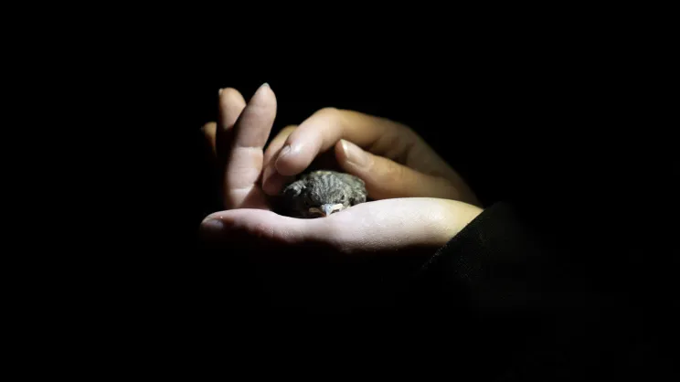 Młoda muchołówka podczas nocnego badania terenowego