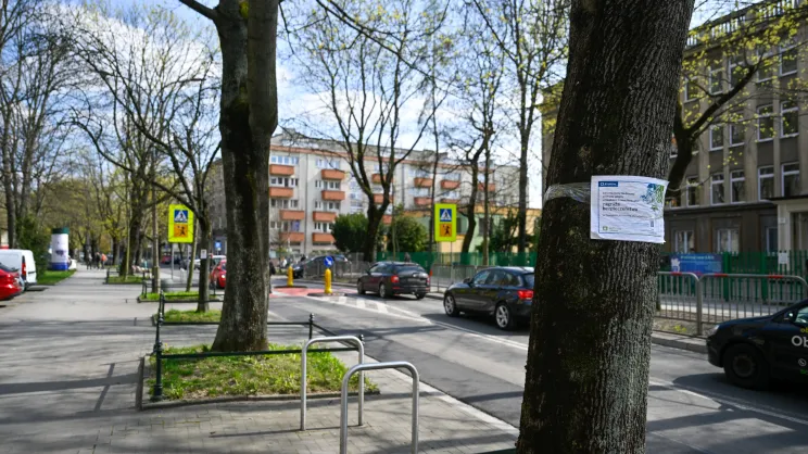 Drzewa zgłoszone pod wycinkę na ul. Mazowieckiej