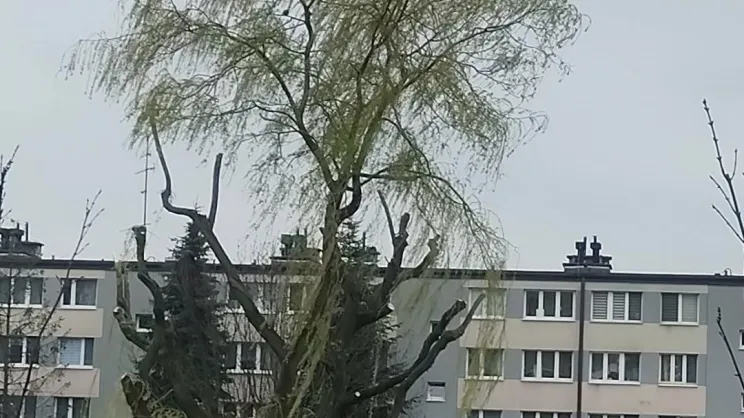 Wycięcie wierzby w Tarnowie