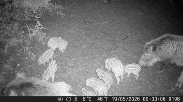 Dziki nagrane na fotopułapce w Krakowie