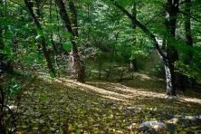 Park przy dworze Czeczów