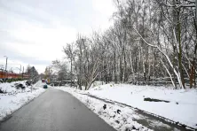 Drzewa do wycinki przy ulicy Prokocimskiej