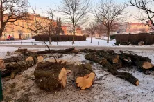Wycięte drzewa nieopodal Wawelu