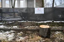 Wycinka drzew przy ul. Piastowskiej