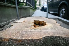 Wycięte drzewo na ul. Cybulskiego