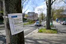 Drzewa zgłoszone pod wycinkę na ul. Mazowieckiej