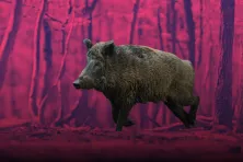 Dzik