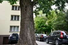 Topola przeznaczona do wycinki przy ul. Bobrowskiego 16