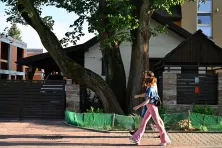 Drzewo przeznaczone do wycinki na ul. Ruczaj