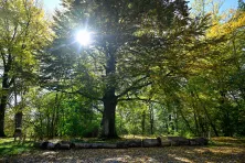 Zabytkowy Park przy Dworze Czeczów